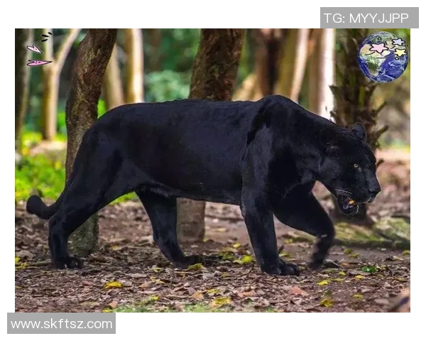 黑豹与美洲豹的生存之争：谁才是真正的丛林霸主